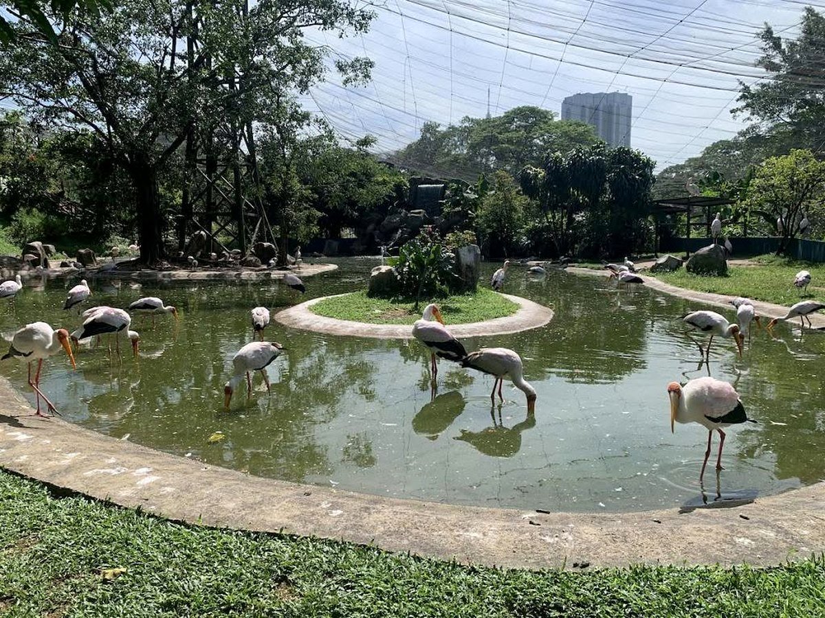 Cegonhas em lago do Kuala Lumpur Bird Park, sob a grande rede do viveiro