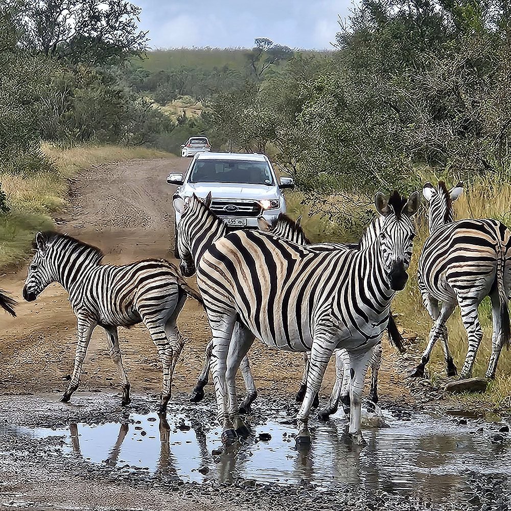 Zebras atravessando estrada de terra durante safári