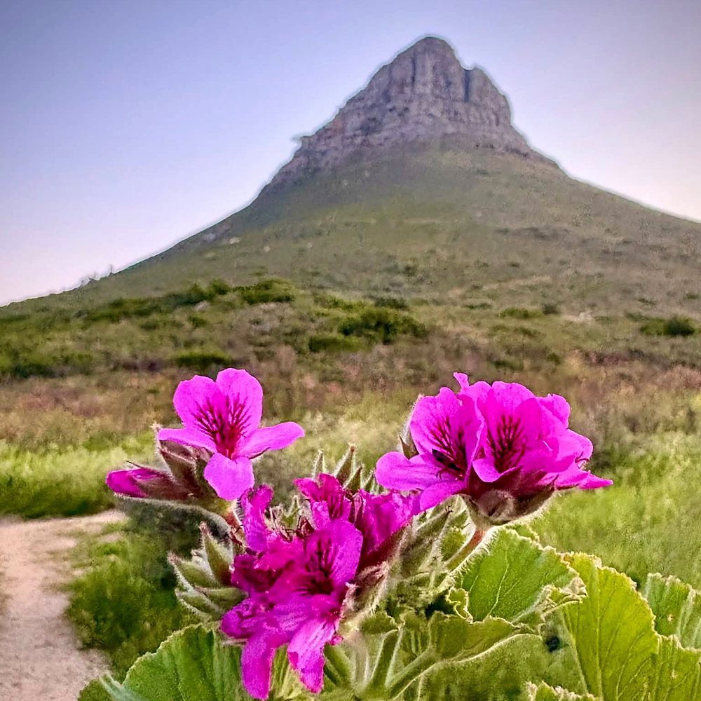 Flores silvestres na trilha com o pico do Lion's Head ao fundo