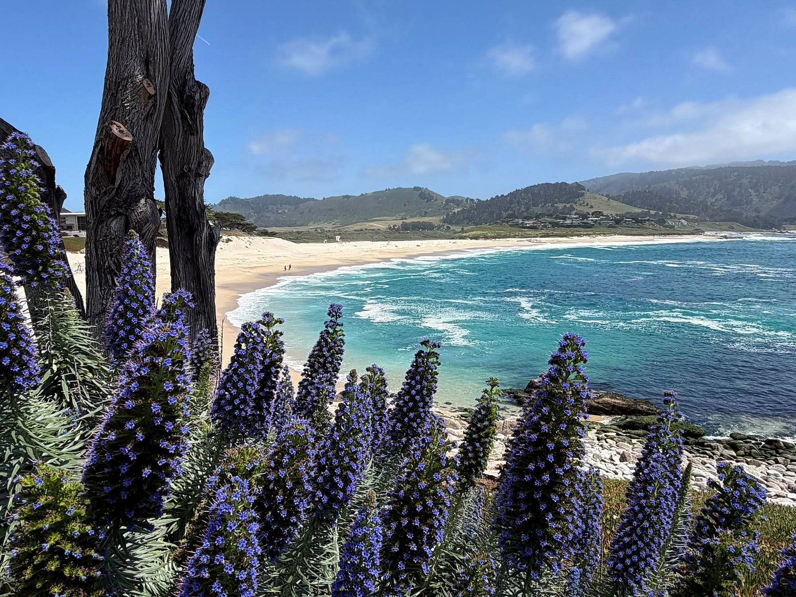 Praia de Carmel-by-the-Sea com flores roxas e o mar azul-turquesa