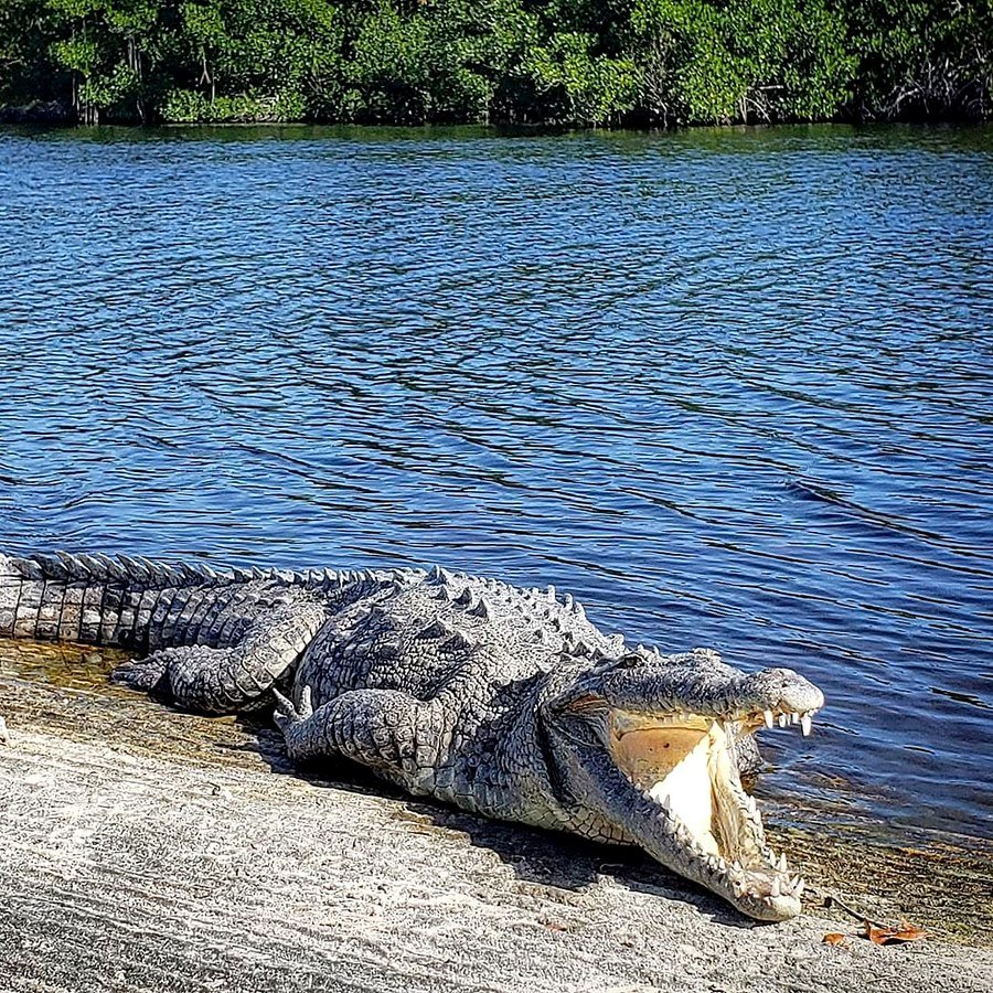 Crocodilo-americano de boca aberta tomando sol à beira da água, com manguezal ao fundo