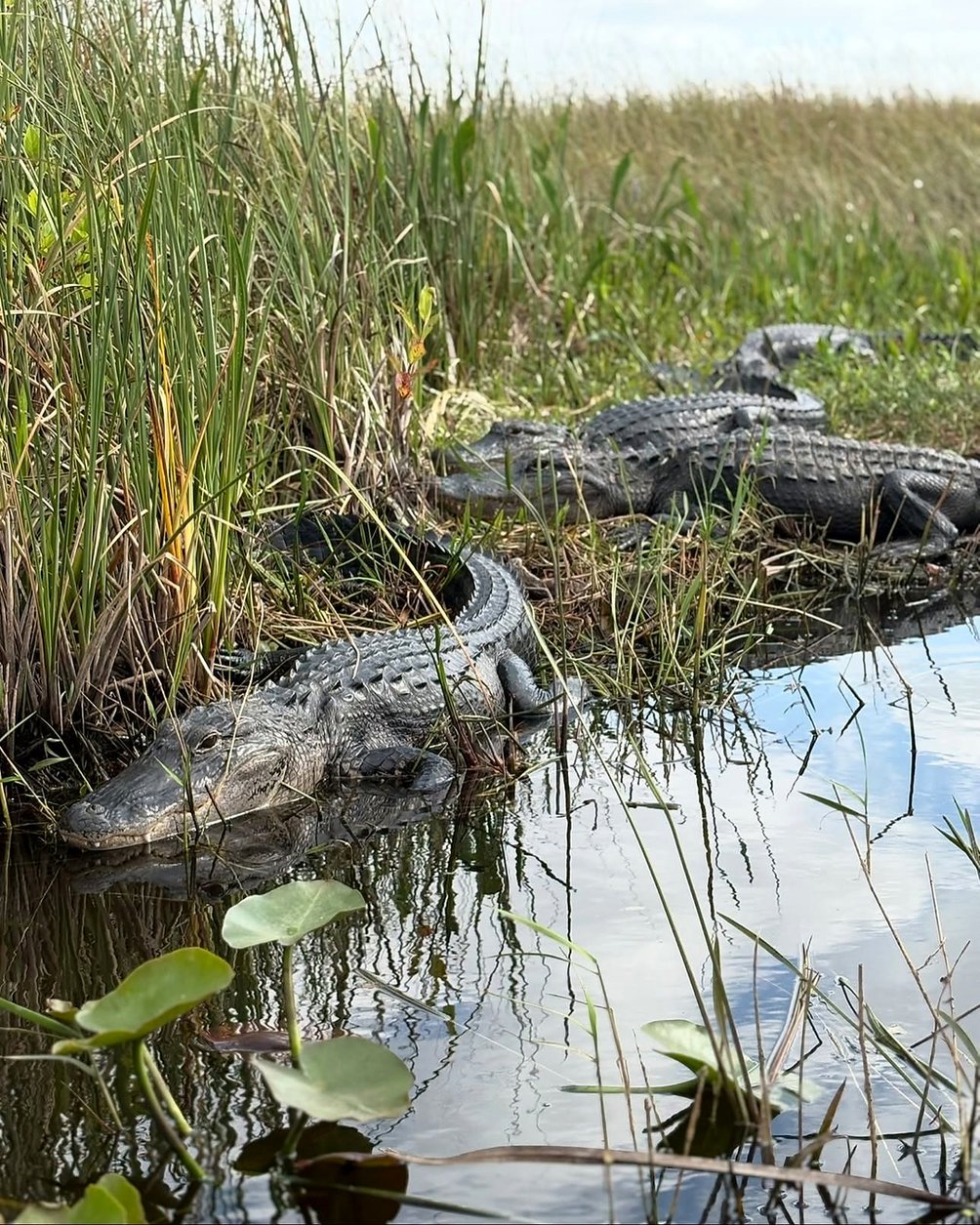 Jacarés tomando sol à beira da água, entre o capim do Everglades