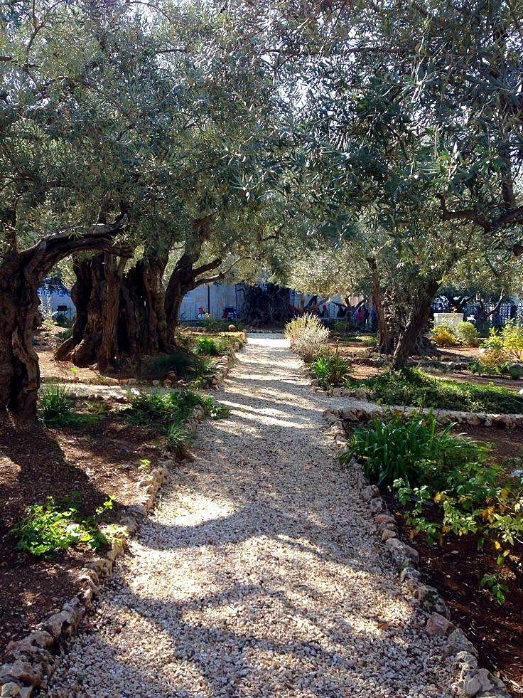 Oliveiras centenárias do Jardim do Getsêmani - passeio com guia brasileira em Jerusalém