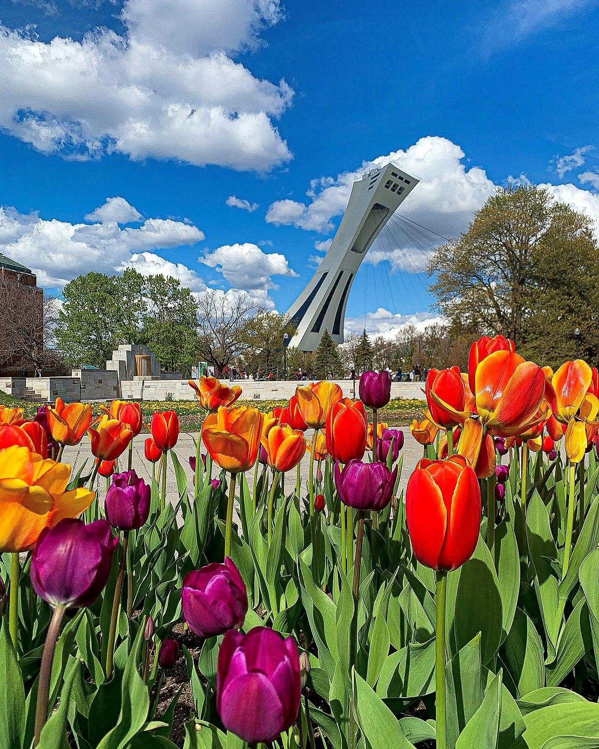 Tulipas no Jardim Botânico de Montreal com a torre inclinada do Estádio Olímpico ao fundo