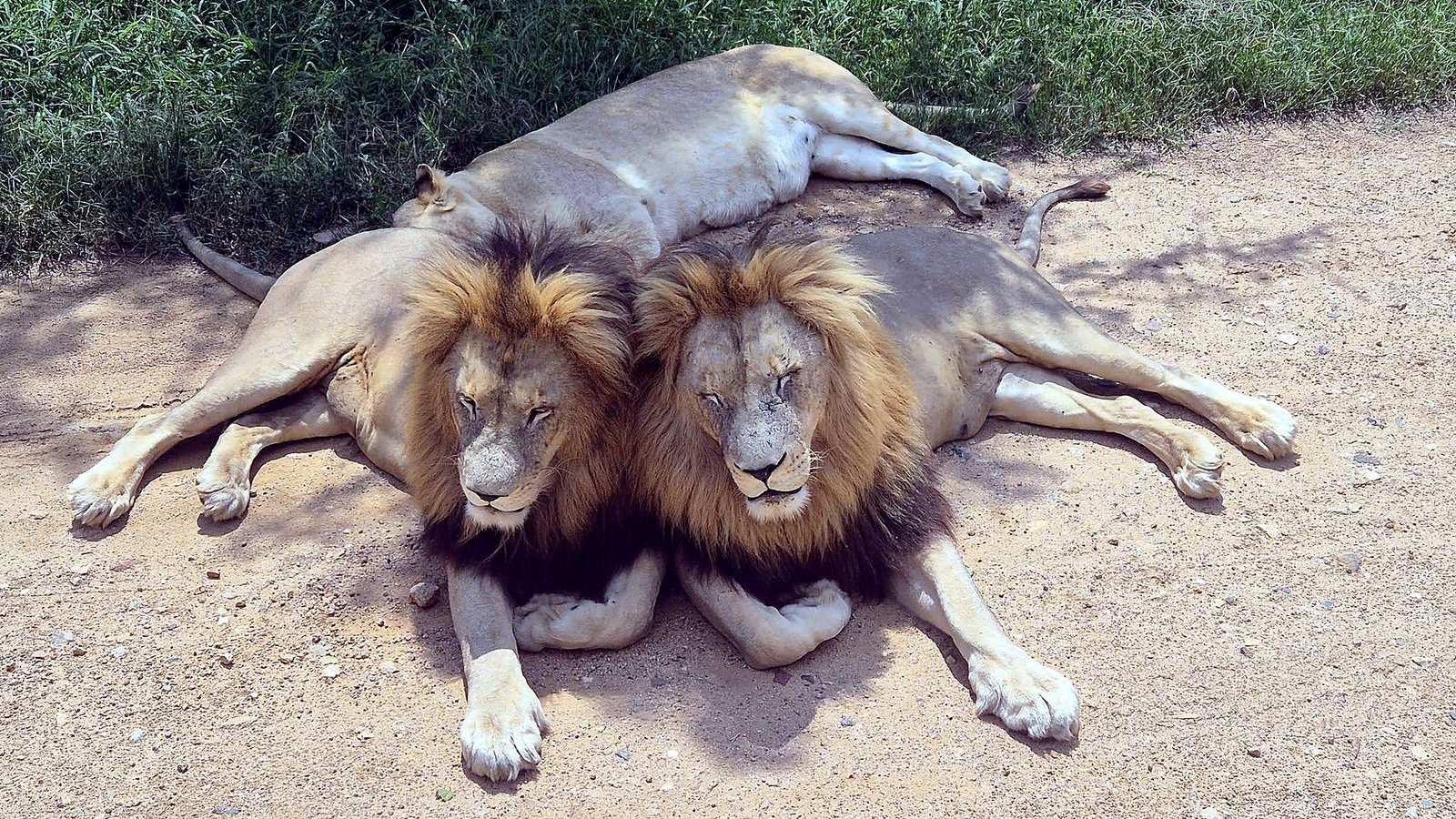 Leões descansando no Lion & Safari Park, perto de Johannesburgo
