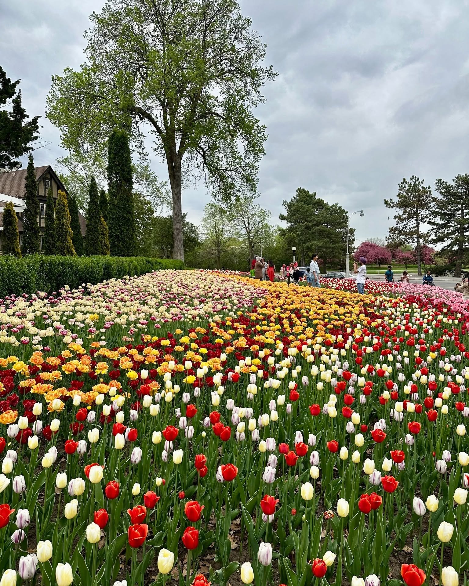 Canteiros de tulipas coloridas no Festival das Tulipas de Ottawa