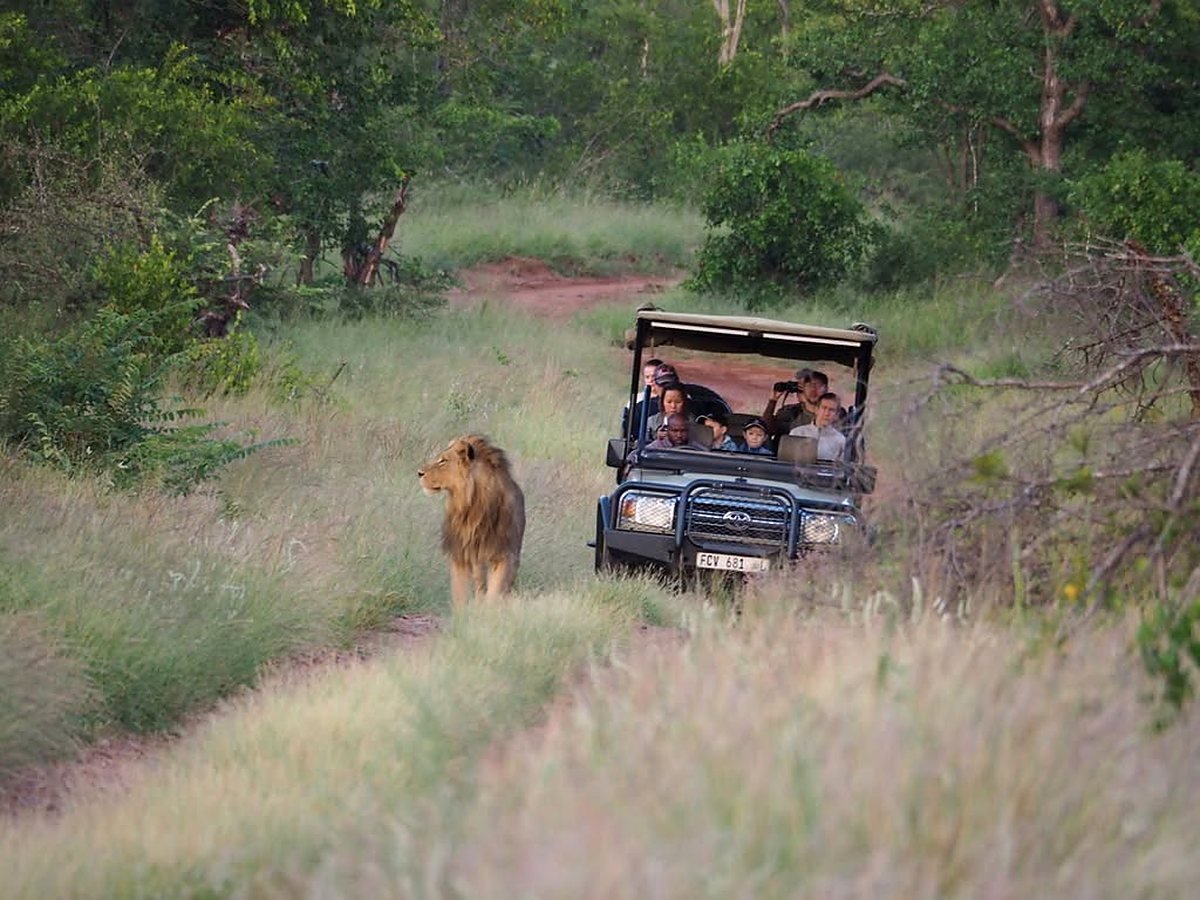 Leão caminhando ao lado de um veículo de safári com turistas