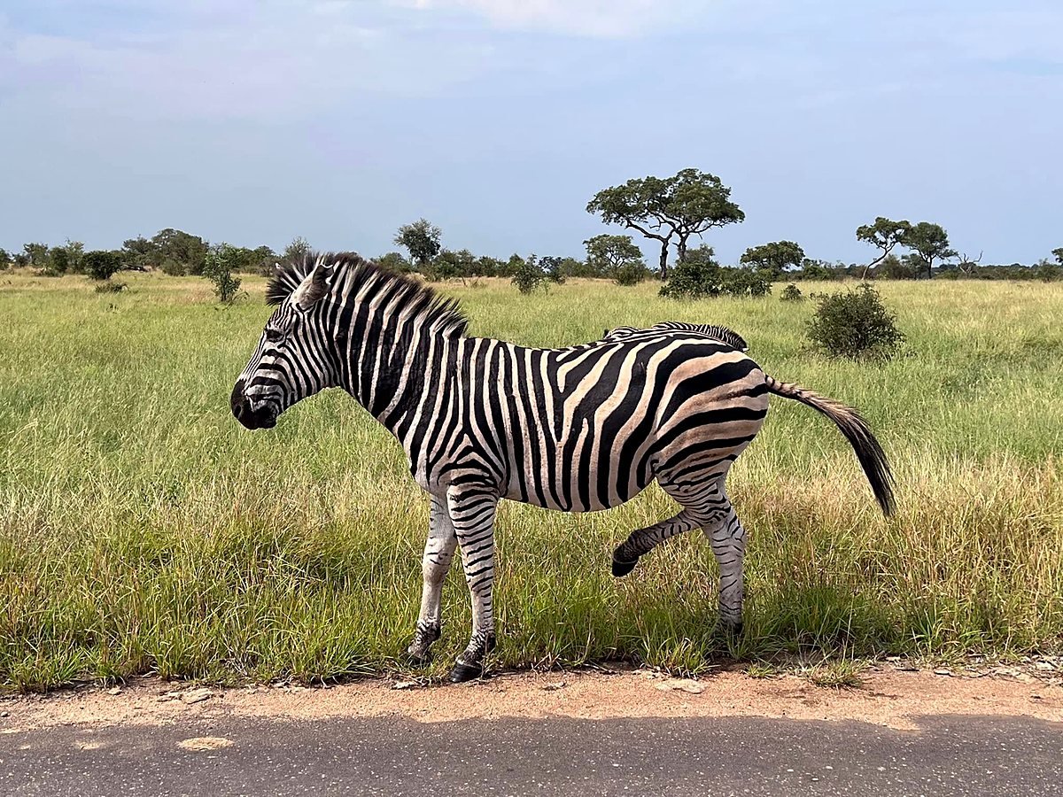 Zebra na savana do Parque Kruger