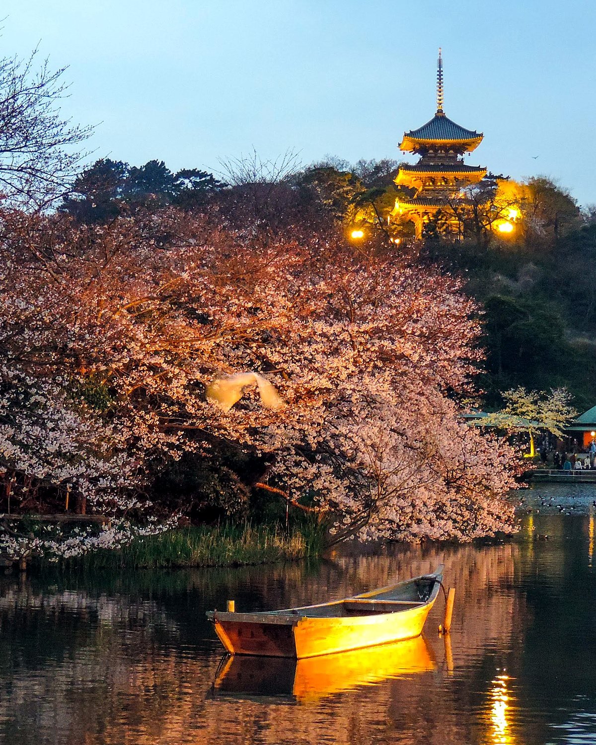 Pagode iluminado e cerejeiras em flor refletidos em lago de jardim japonês