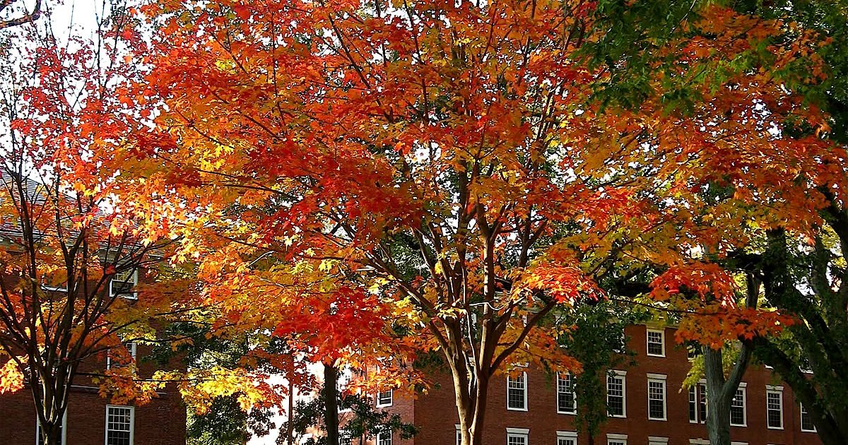 Campus de Harvard com árvores de outono e prédios de tijolos