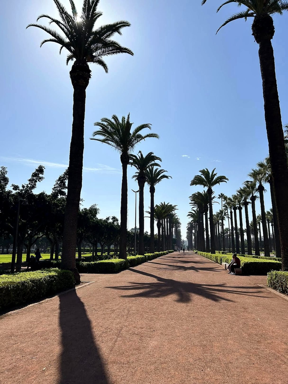 Alameda de palmeiras altas no Parque da Liga Árabe em Casablanca