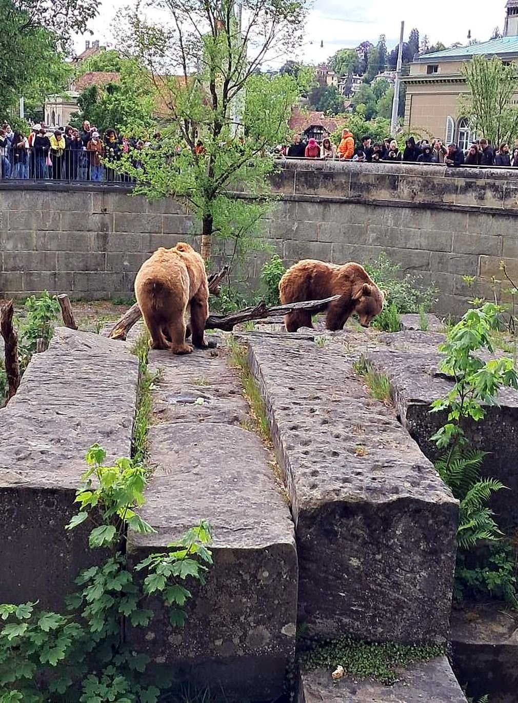 Ursos-pardos no BärenPark de Berna, observados por visitantes