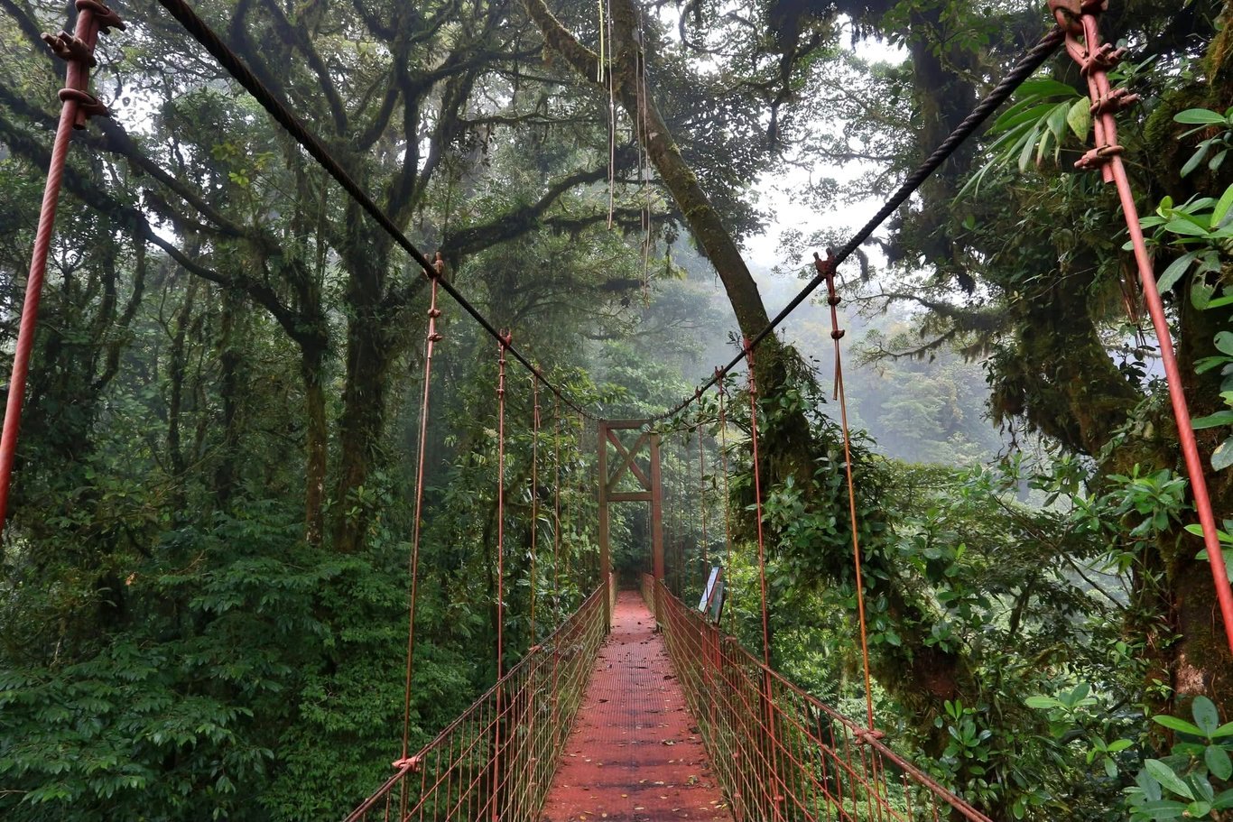 Ponte suspensa vermelha na floresta nublada de Monteverde, Costa Rica