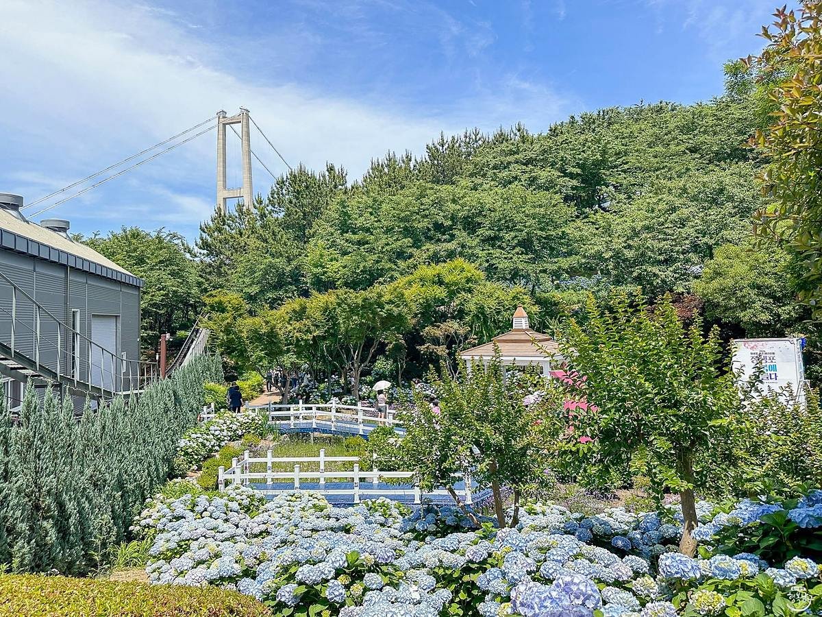 Jardim de hortênsias azuis em Jangsaengpo com a Ponte de Ulsan ao fundo