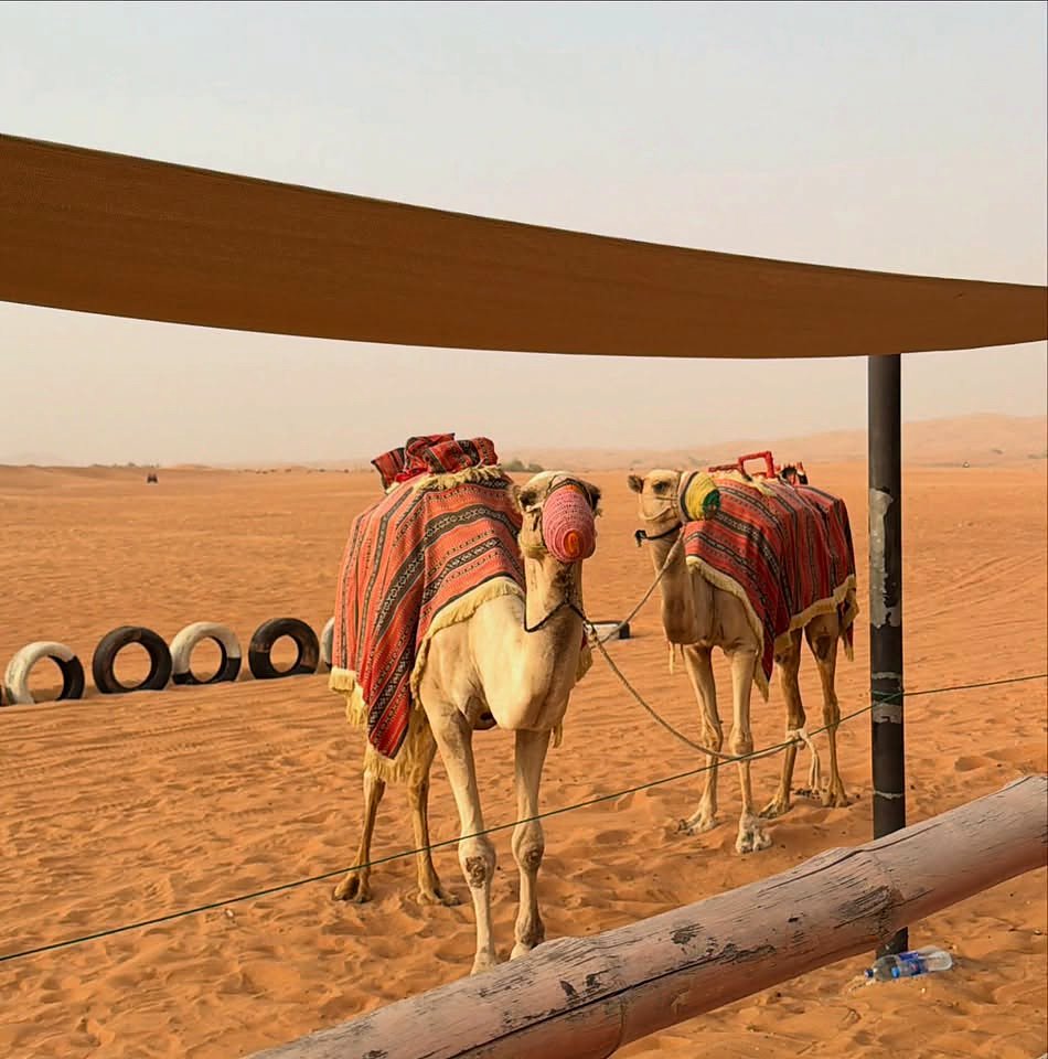 Camelos no safári no deserto de Dubai