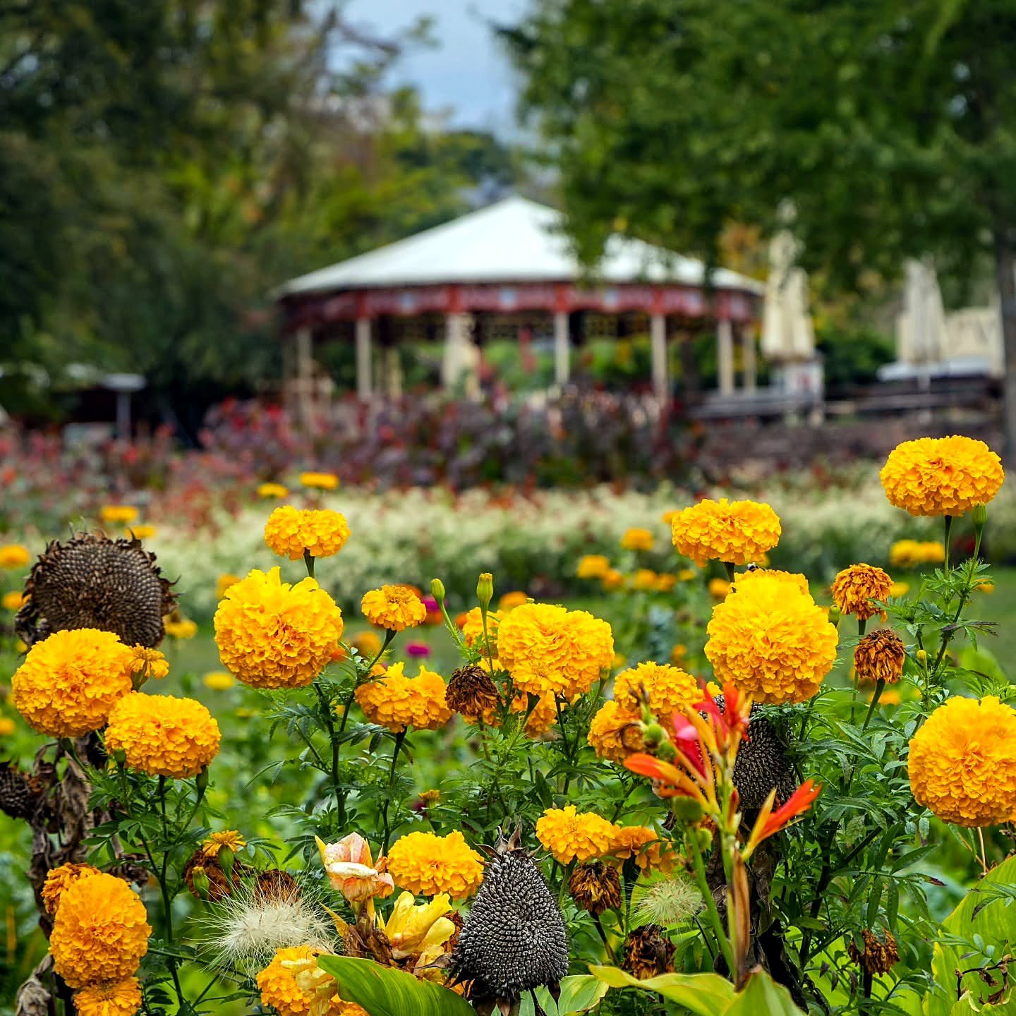 Canteiros de flores amarelas no Parque Killesberg, em Stuttgart