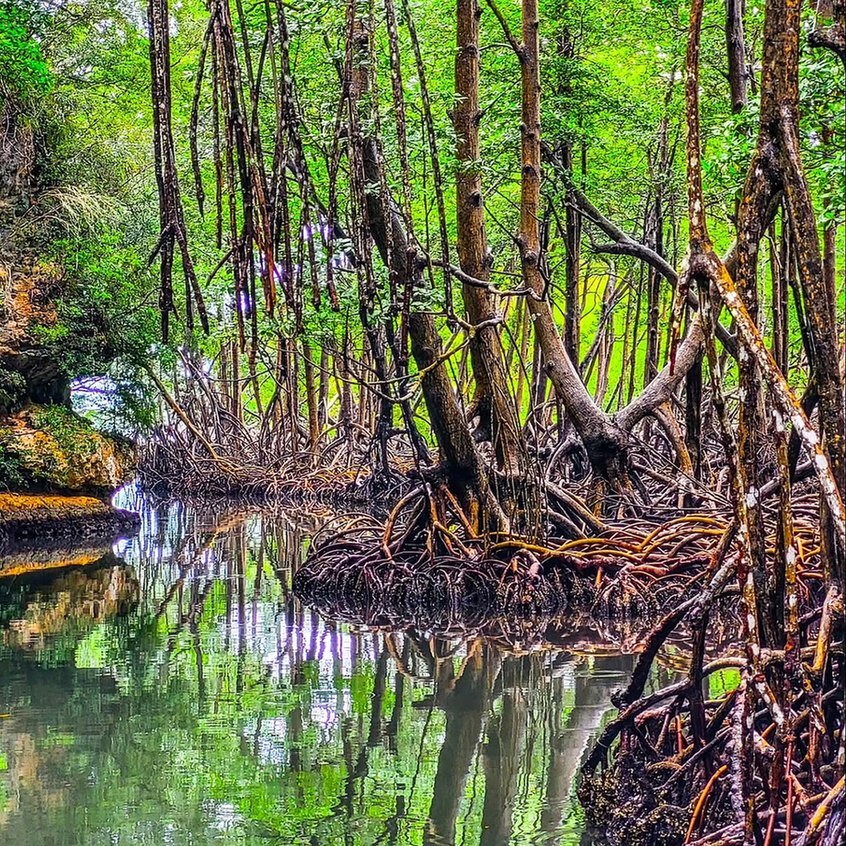 Manguezal com raízes aéreas refletidas na água no Parque Nacional Los Haitises