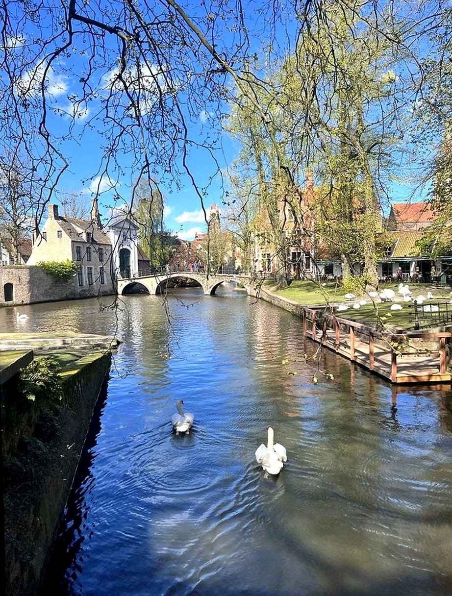 Cisnes nadando no Minnewater, o Lago do Amor de Bruges, com ponte de pedra ao fundo