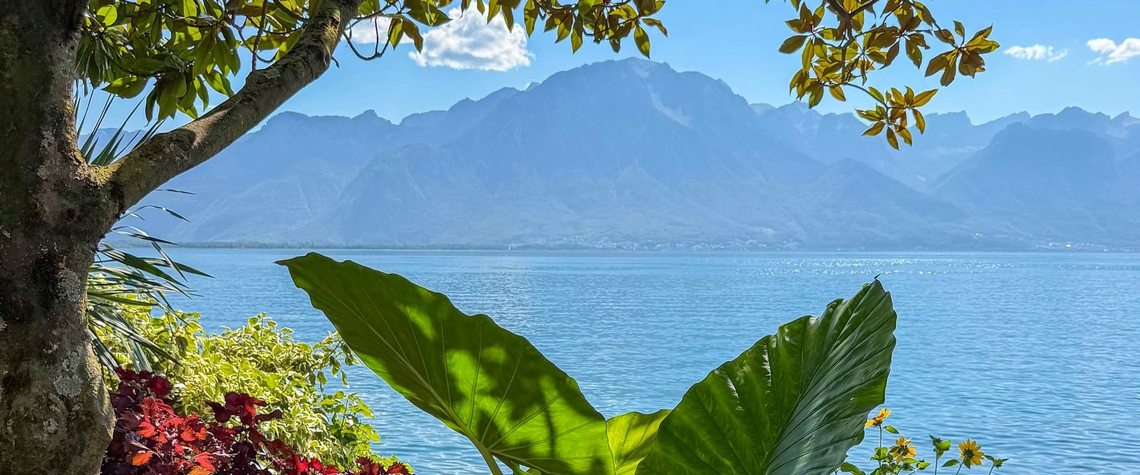 Lago Léman e os Alpes vistos entre árvores e flores na orla de Montreux