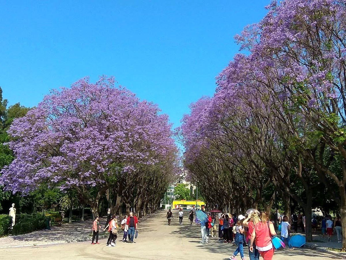 Alameda de jacarandás no Jardim Nacional de Atenas