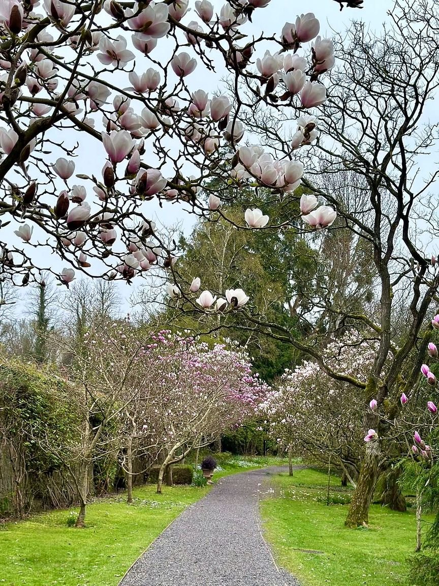 Caminho entre magnólias floridas no Phoenix Park, Dublin