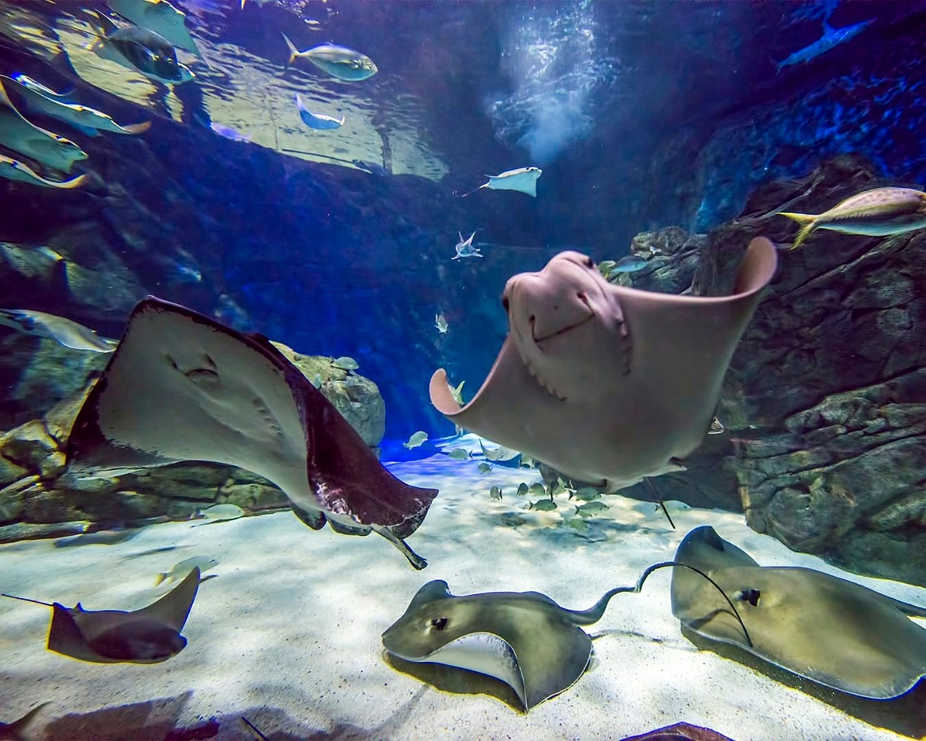 Arraias no Ripley's Aquarium of Canada, em Toronto