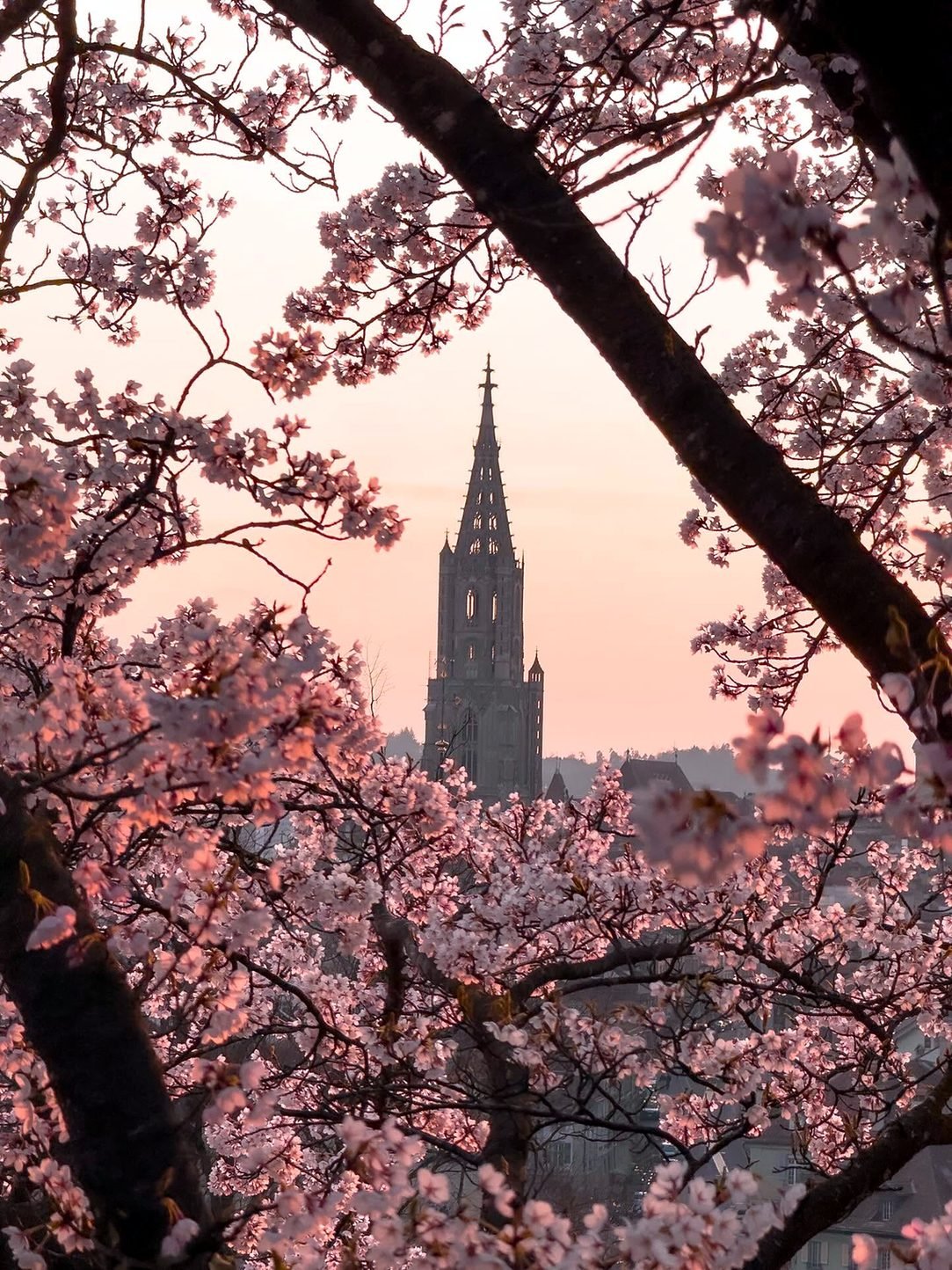 Torre da Catedral de Berna emoldurada por cerejeiras floridas no Rosengarten