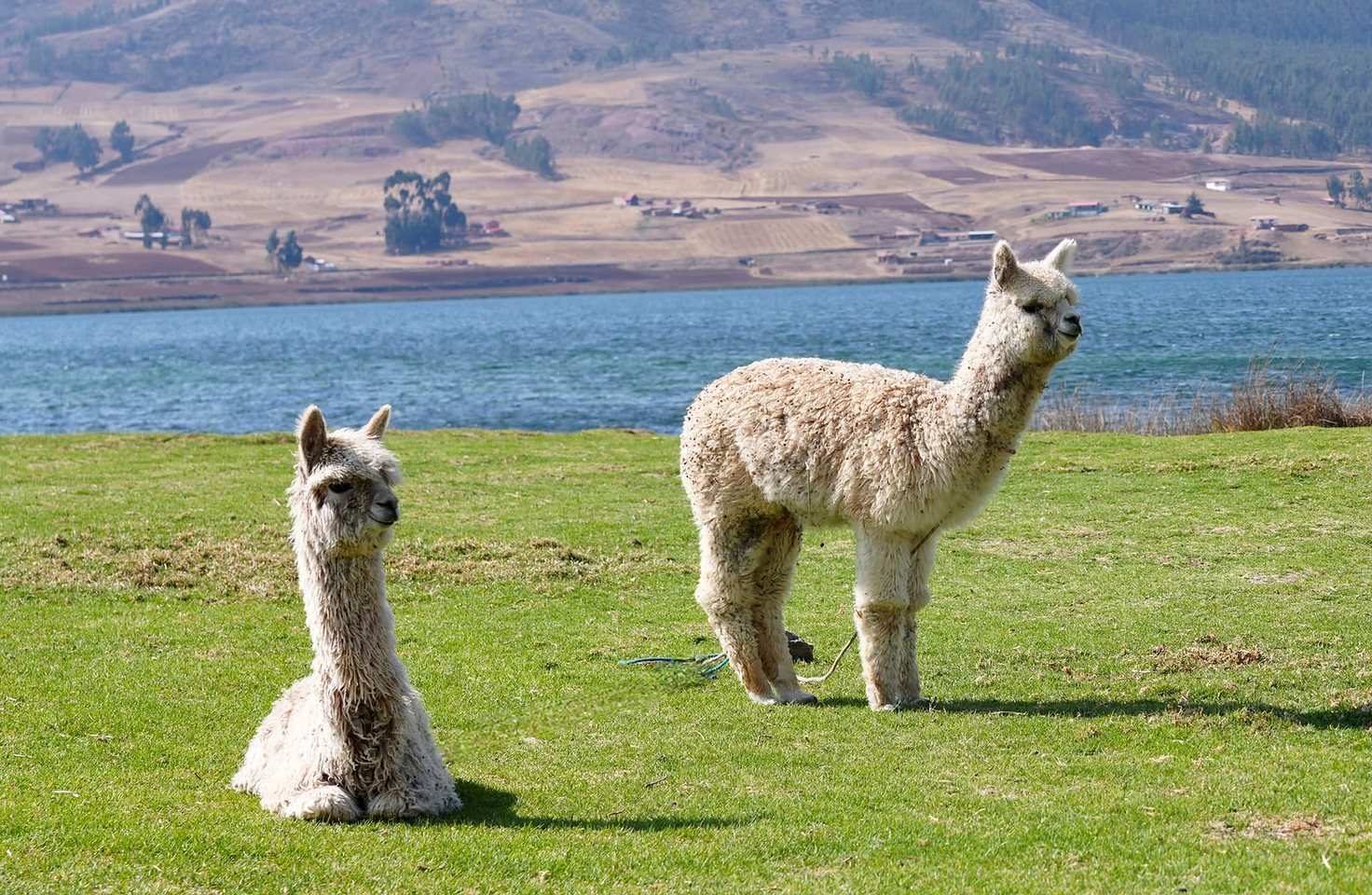 Alpacas em gramado à beira de lagoa andina perto de Cusco