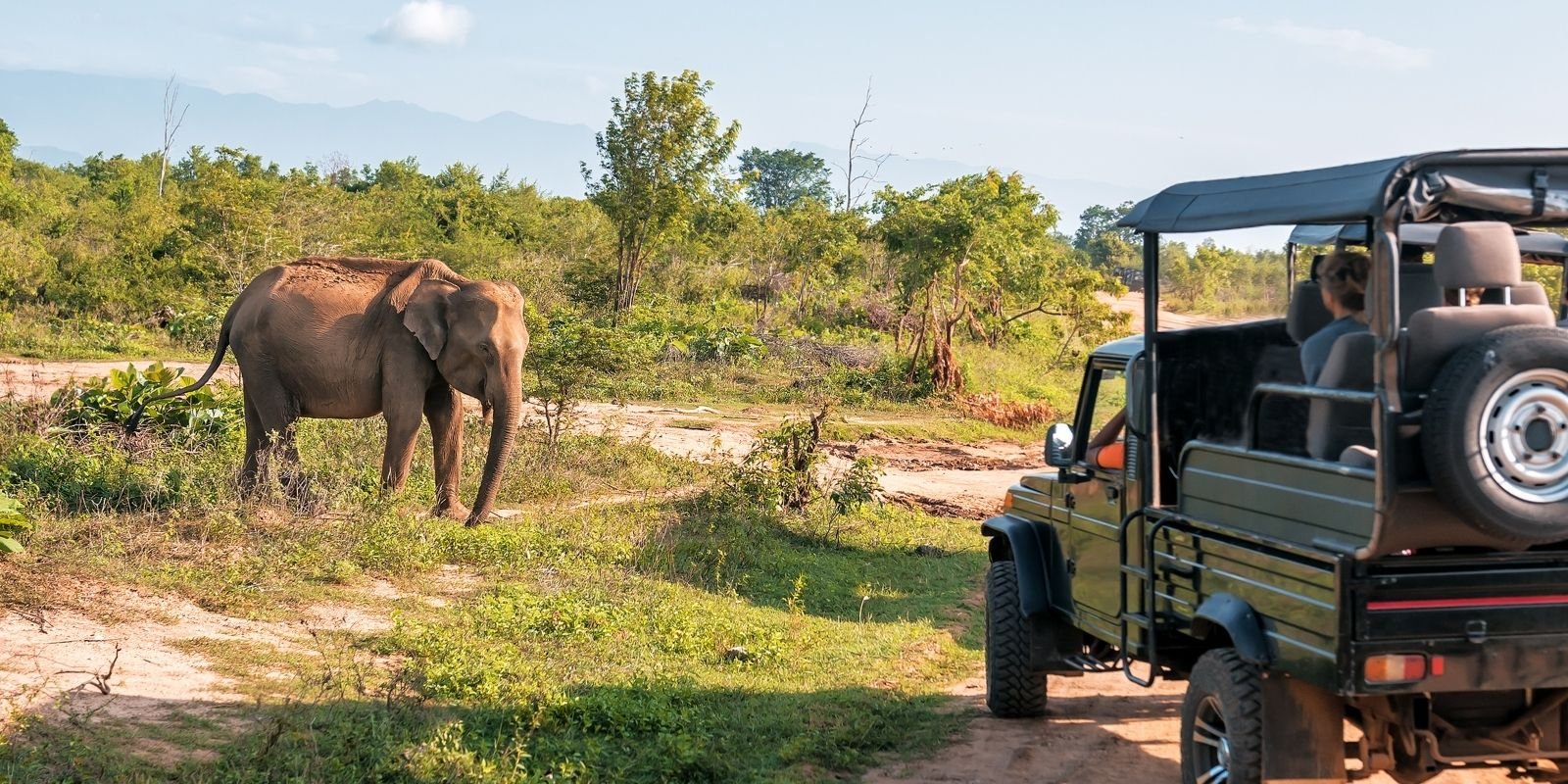 No momento, você está visualizando Safári na África do Sul: veja os Big Five próximo à Cidade do Cabo