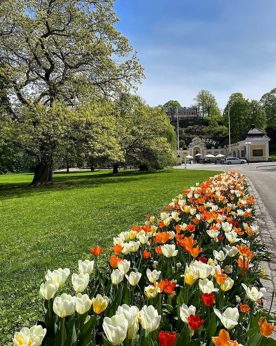 Tulipas na entrada do Skansen, museu a céu aberto em Estocolmo