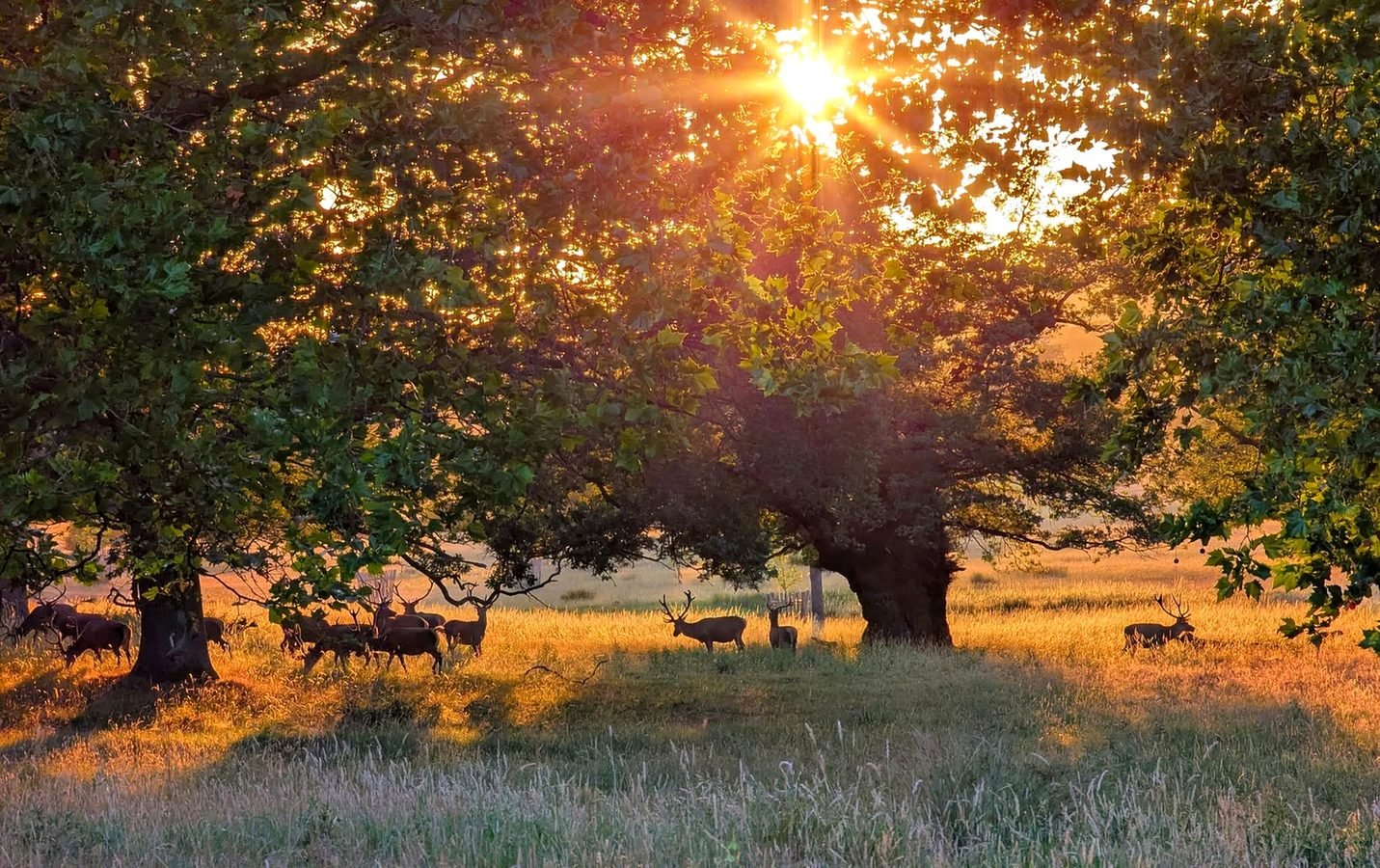 Cervos ao pôr do sol no Windsor Great Park
