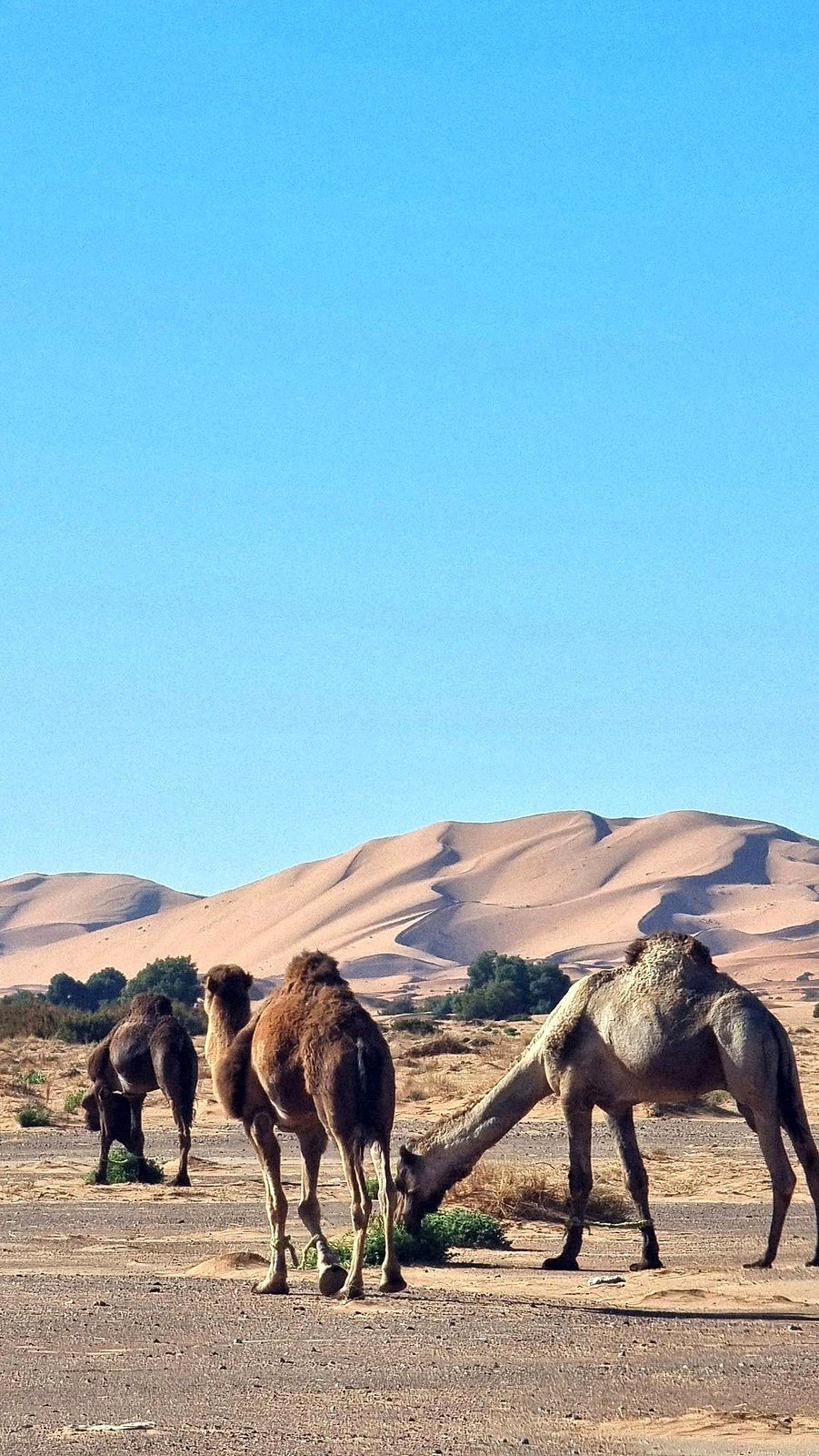 Dromedários pastando diante das grandes dunas de areia do Saara no Marrocos