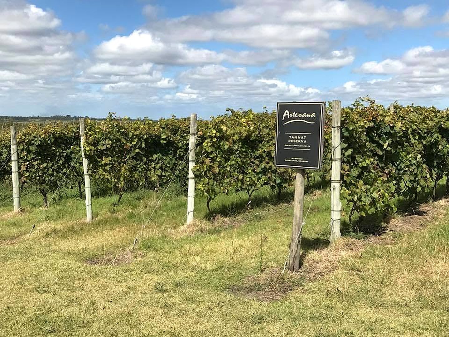 Parreiral de uva Tannat em vinícola de Canelones, perto de Montevidéu