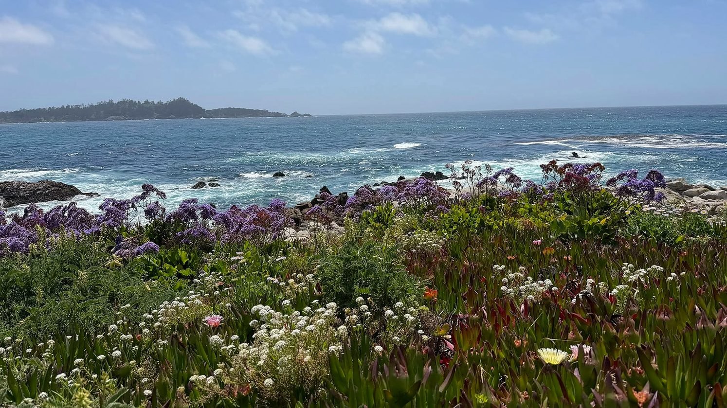 Flores silvestres na costa de Carmel com o oceano Pacífico ao fundo