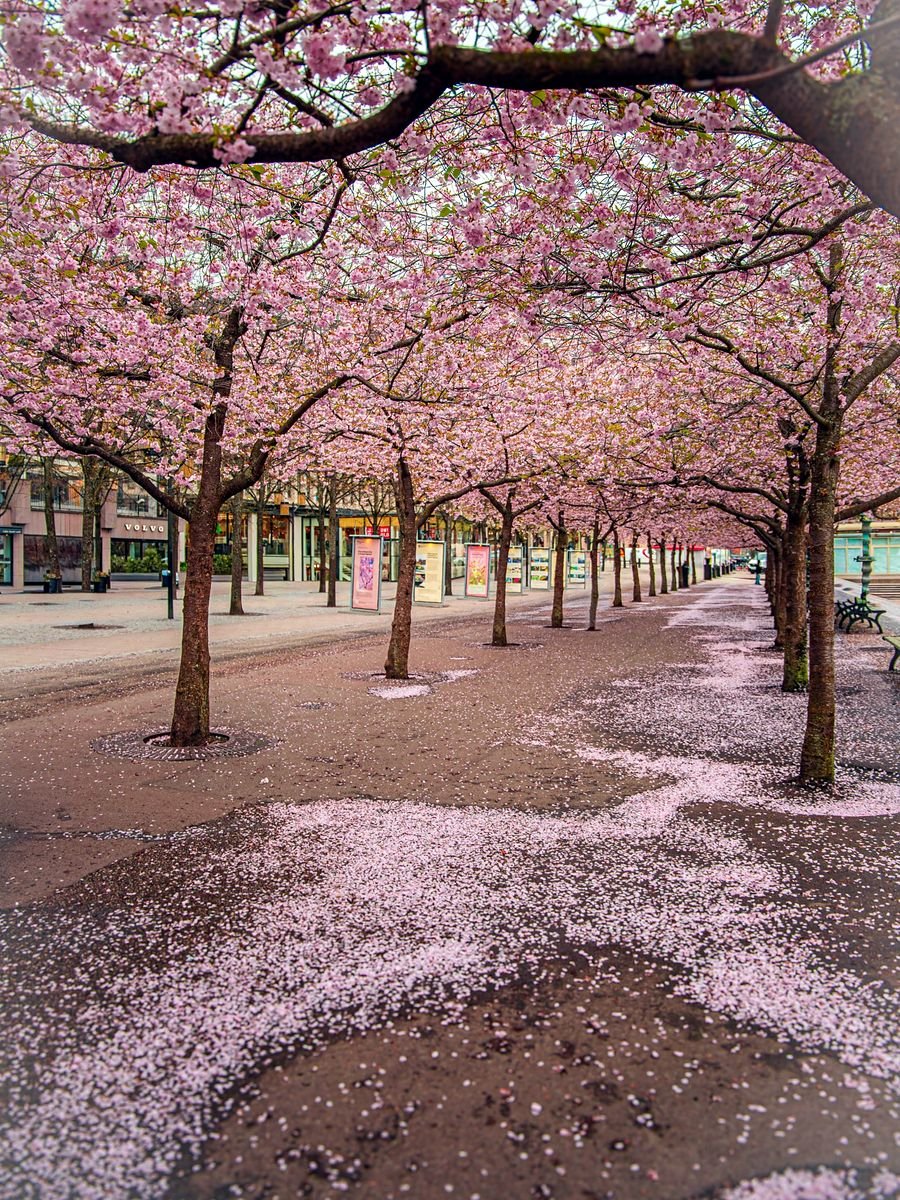 Cerejeiras floridas no parque Kungsträdgården, em Estocolmo