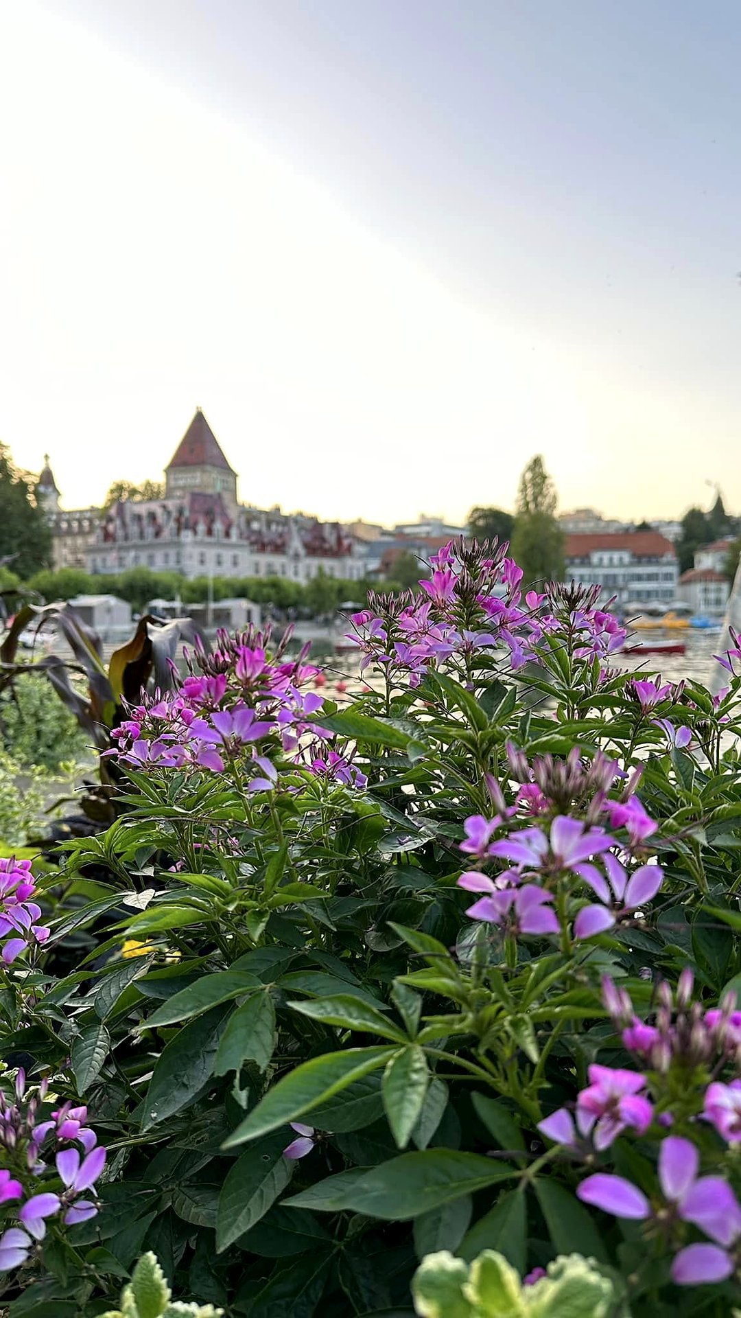 Flores à beira do lago com o Château d'Ouchy ao fundo, em Lausanne