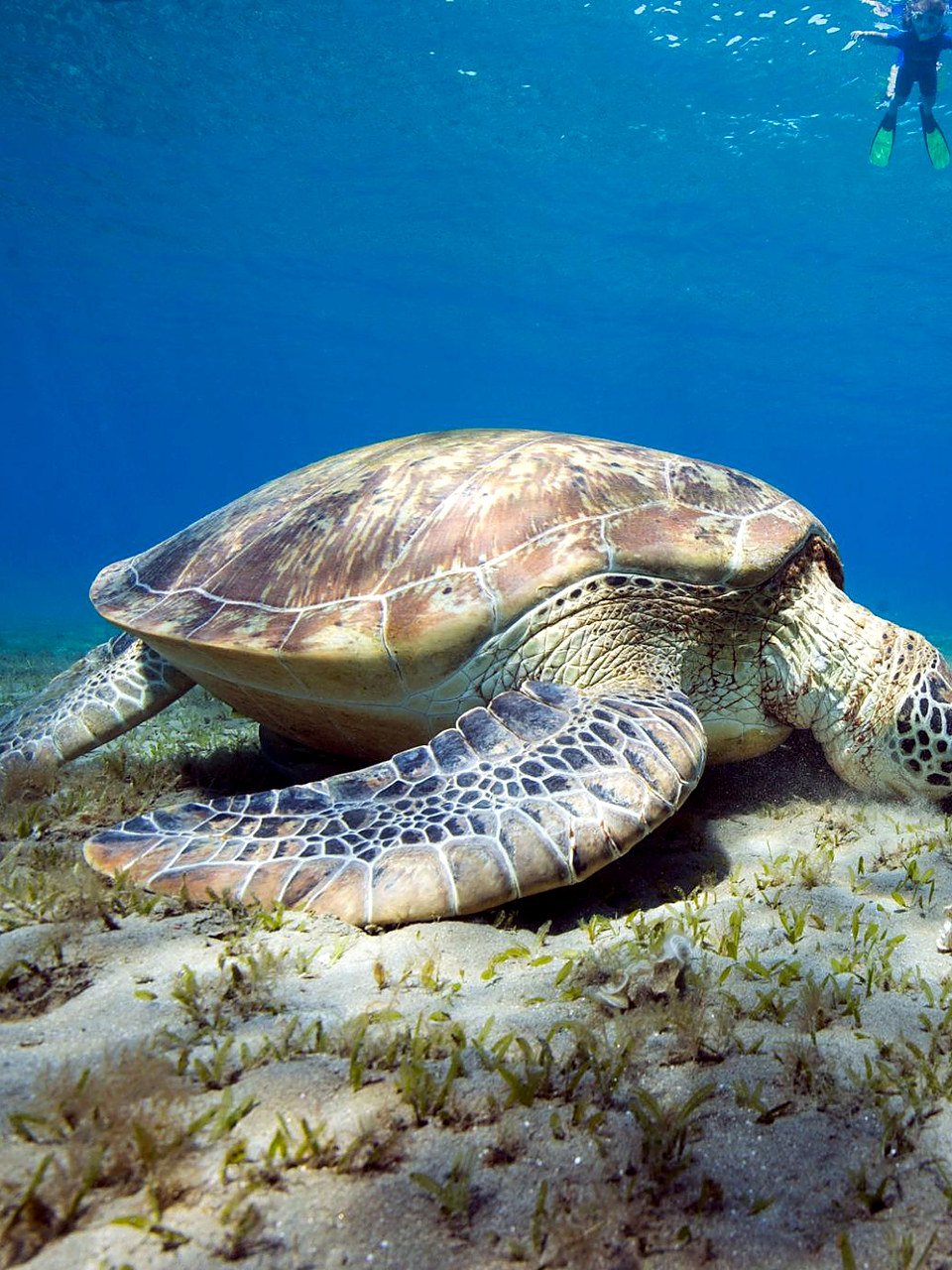 Tartaruga-verde se alimentando no fundo de areia com pessoa fazendo snorkel acima, em Marsa Alam
