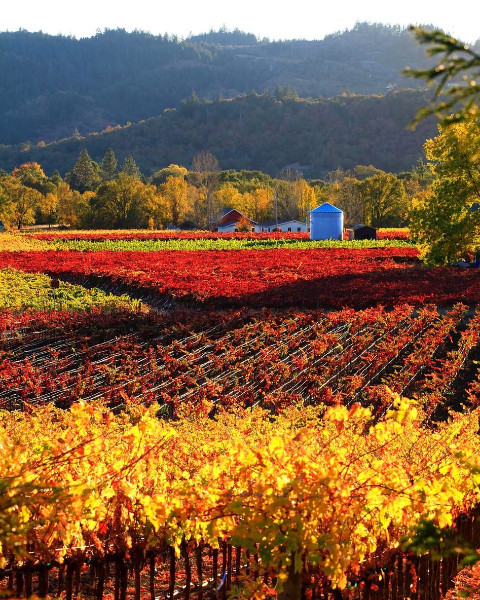 Vinhas de Napa Valley em tons de vermelho e amarelo no outono