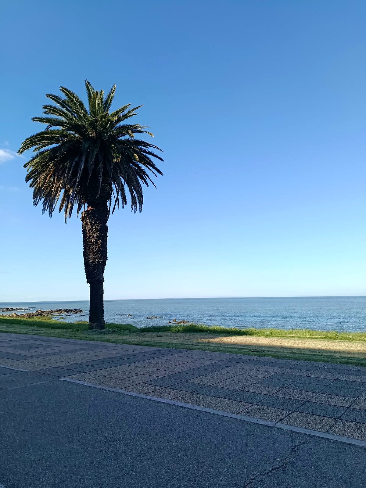 Palmeira na Rambla de Montevidéu diante do Rio da Prata