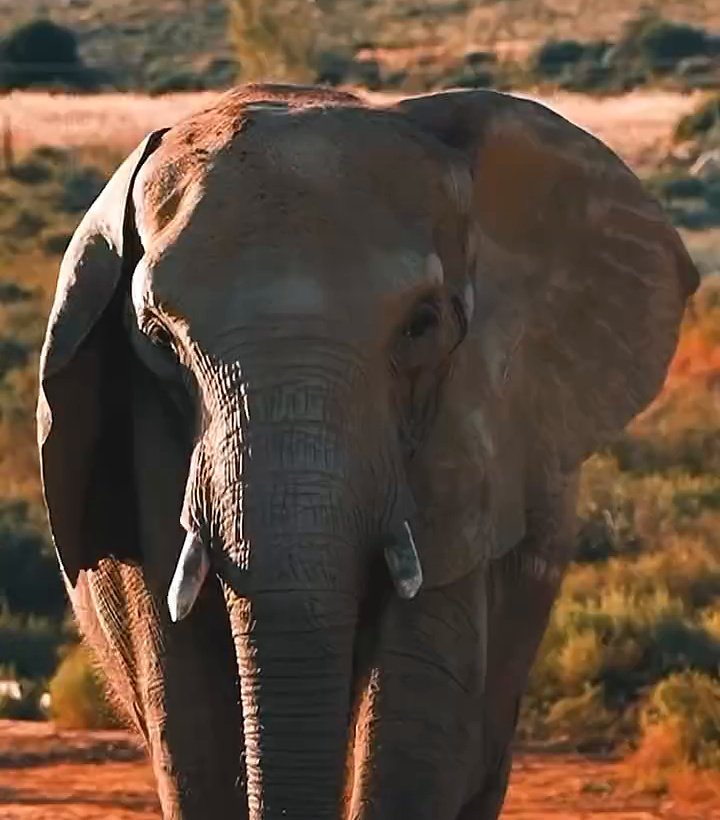Elefante caminhando no Aquila Private Game Reserve, perto da Cidade do Cabo
