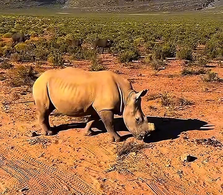 Rinoceronte pastando em safári no Aquila Private Game Reserve