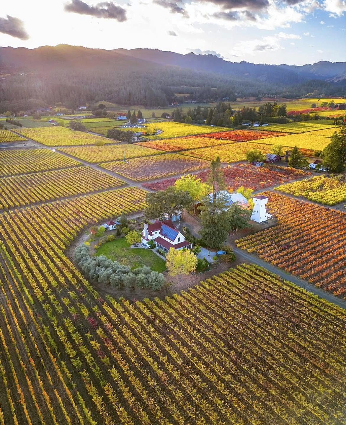 Vista aérea de vinhedos coloridos no outono em Napa Valley