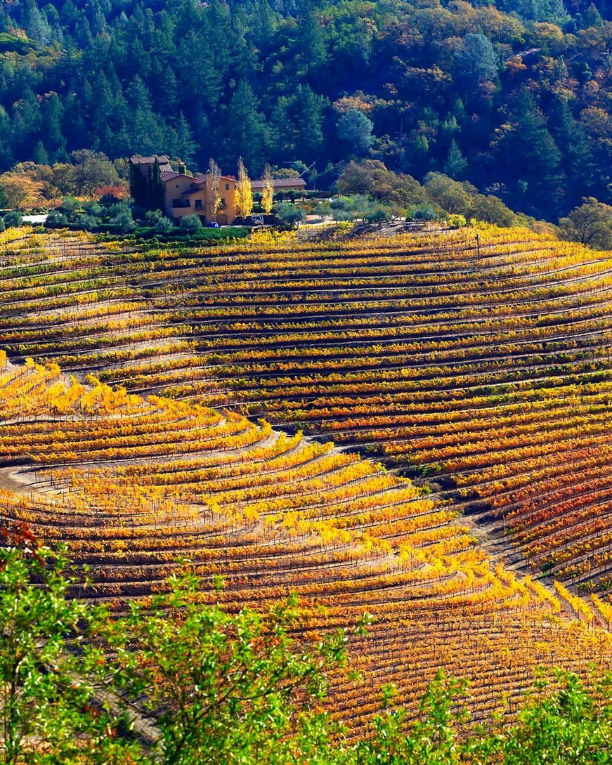 Vinhedos em terraços nas encostas de Napa Valley