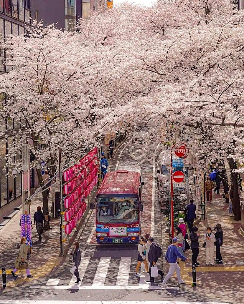 Rua coberta por cerejeiras em flor durante a primavera no Japão