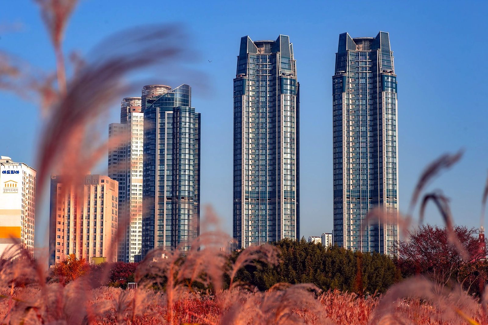 Capim-prateado e torres residenciais às margens do rio Taehwa em Ulsan