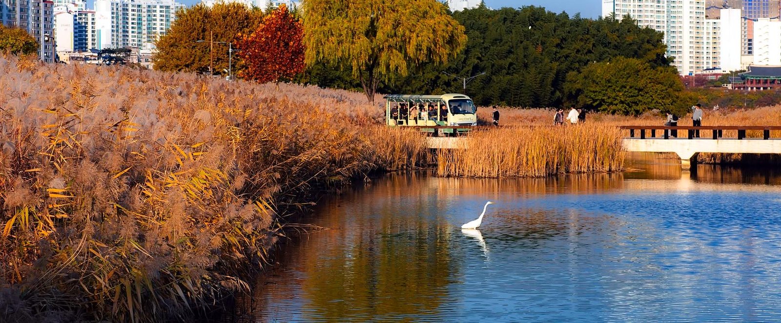 Garça no lago do Jardim Nacional do Rio Taehwa em Ulsan no outono