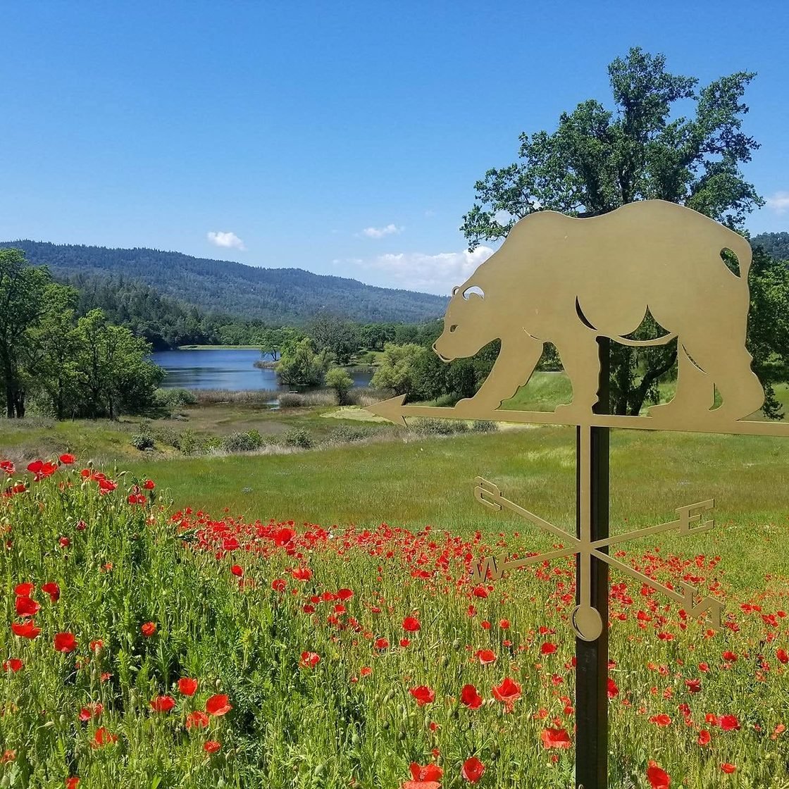 Papoulas e cata-vento de urso em Napa Valley na primavera