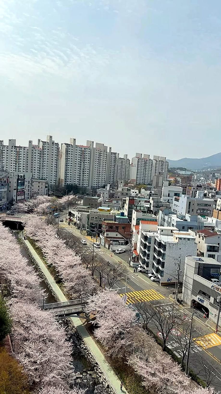 Cerejeiras floridas ao longo de um riacho em Ulsan na primavera